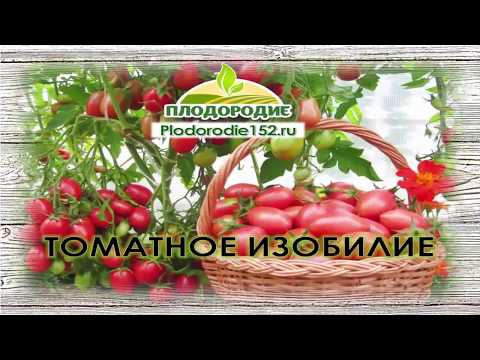 Видео: ТОМАТНОЕ ИЗОБИЛИЕ! ЧАСТЬ 1
