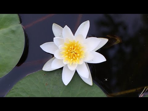 Видео: Треугольное озеро: 20 лет