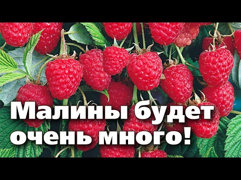 Видео: ОБРЕЗАЙТЕ МАЛИНУ ТОЛЬКО ТАК! КРУПНЫЙ УРОЖАЙ ГАРАНТИРОВАН