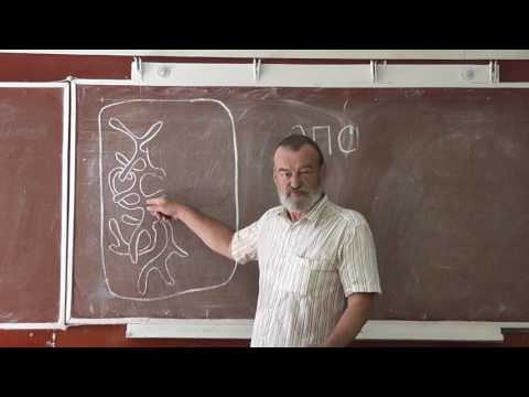 Видео: 64 Эндоплазматическая сеть