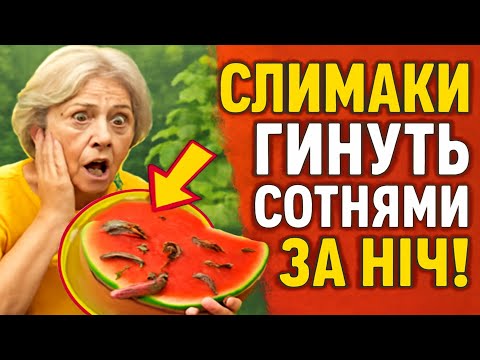 Видео: Слимаки ГИНУТЬ сотнями за ніч! Увесь секрет – у звичайній кавуновій шкірці. Геніальна хитрість для