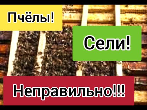 Видео: Что делать клуб сел сзади? Почему пчёлы не правильно садятся? Пчелиное ложе что это?