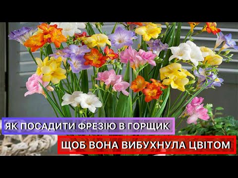 Видео: Як правильно посадити фрезію в горщик. Секрети успішного вирощування