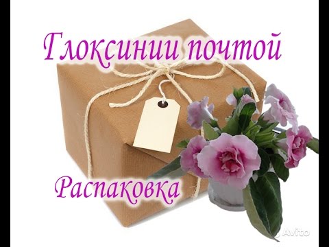 Видео: Глоксинии почтой  Распаковка. Как пересылать глоксинии. Как упаковать глоксинии для транспортировки