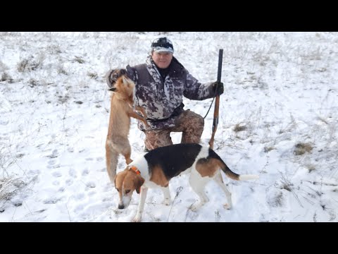 Видео: Охота с Русской пегой гончей 07.12.24. #37
