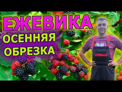 Видео: Как обрезать ежевику осенью пошаговая инструкция. Как пригнуть стебли ежевики. Как укрыть ежевику?