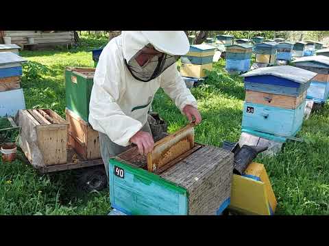 Видео: Пчеловодство № 97 Не даем роиться пчелам, следующие работы. по Варианту 1.