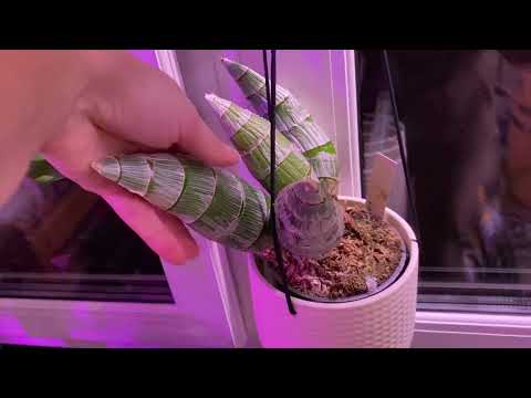 Видео: Обзор