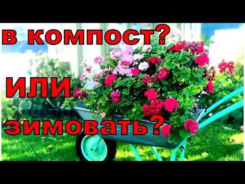 Видео: Не берите всю пеларгонию зимовать. Основные моменты подготовки