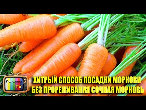 Видео: ХИТРЫЙ СПОСОБ ПОСАДКИ МОРКОВИ БЕЗ ПРОРЕЖИВАНИЯ СОЧНАЯ МОРКОВЬ