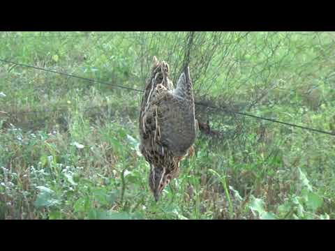 Видео: Ловля перепела(бедана) 2.  Catching quail (bedan) 2