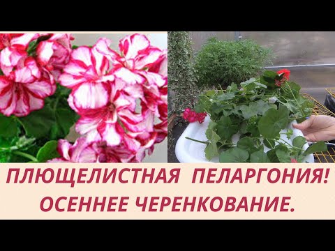 Видео: ЧЕРЕНКОВАНИЕ АМПЕЛЬНОЙ  ПЛЮЩЕЛИСТНОЙ ПЕЛАРГОНИИ ОСЕНЬЮ. РАЗМНОЖАЮ И СОХРАНЯЮ ЛЮБИМЫЕ СОРТА.