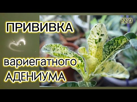 Видео: Все подробности Прививки вариегатного Адениума. Результаты трех прививок