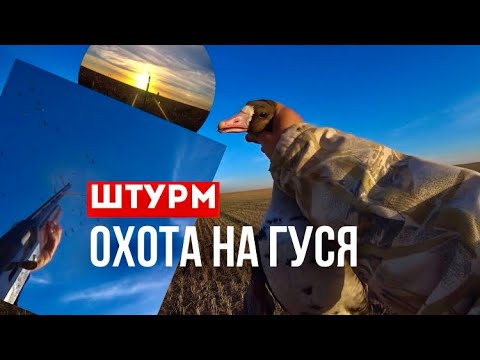 Видео: ОХОТА НА ГУСЯ 2024. ОХОТА УДАЛАСЬ. ЕЛЕ УНЕСЛИ НОГИ.. ОХОТА. 2024г!!!