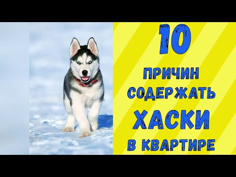 Видео: 10 причин содержать ХАСКИ в квартире / Интересные факты