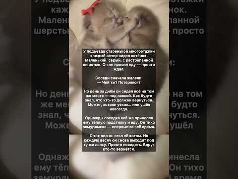 Видео: 🥲🐈♥️ Ждатель под лавкой #котик #котики #кот #кошка