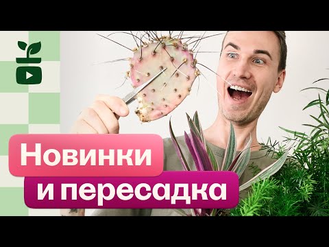 Видео: Мои новинки и покупки из садового центра! Пересадка