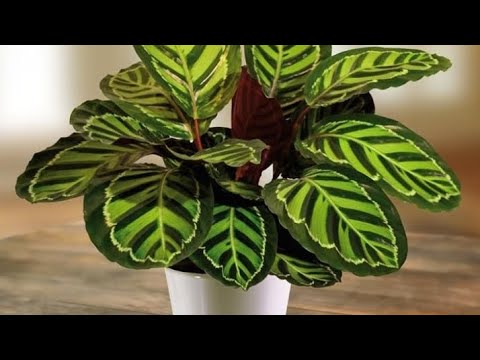 Видео: КАЛАТЕЯ ГҮЛІНІҢ КҮТІМІ - #калатея#уход#дамашный цветок