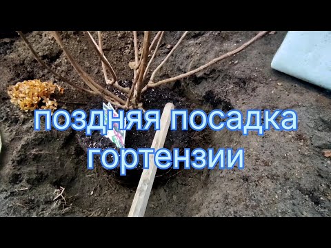 Видео: ПОЗДНЯЯ ПОСАДКА МЕТЕЛЬЧАТОЙ ГОРТЕНЗИИ 🌿 САЖАЮ КВИК ФАЕР ФАБ 🤩