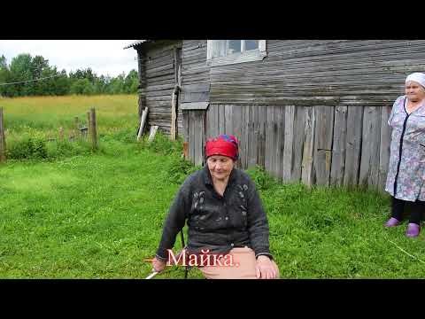 Видео: Вепсское подворье:живые истории. Гришина Таисия Григорьевна, рассказ "Как я лошадь держала"