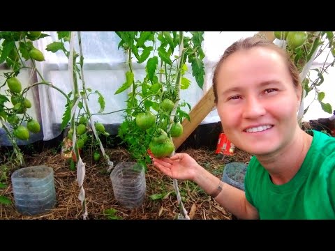 Видео: УРОЖАЙ ТОМАТОВ И ПОДКОРМКА.ПРИГОТОВЛЕНИЕ ЧАЯ НА ЗИМУ.ОГУРЕЧНАЯ ТЕПЛИЦА.ИЮЛЬ 2024.