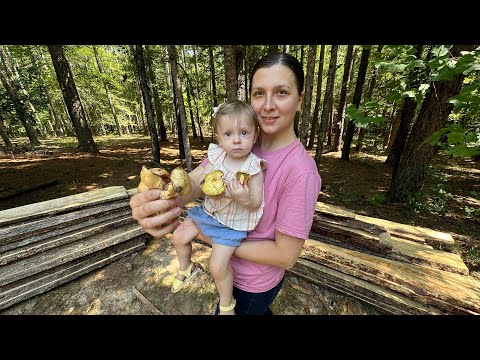 Видео: Грибы Растут Прямо Возле Дома в Южной Каролине! Собираем Лисички и Маслята. Наши Будни в США.