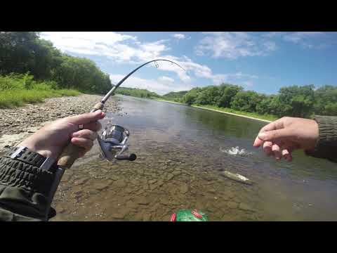 Видео: Фильм #1. Сахалин. Река Лютога. Ловля горбуши.