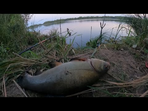 Видео: Поклёвка под нависшим деревом.