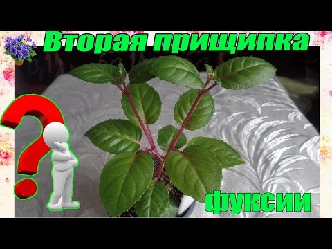 Видео: Прищипка комнатного растения фуксии в домашних условиях. 2-я прищипка