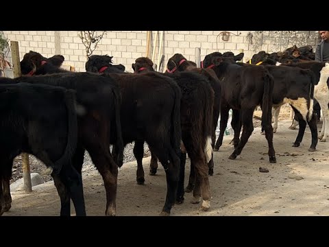 Видео: Rustamjon Uz в прямом эфире! 🔥🔥🔥