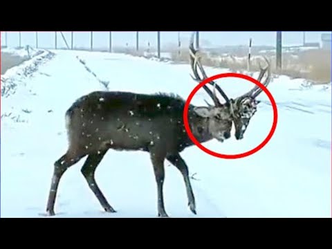 Видео: Этого Беднягу Хотели Добить! Случаи Спасения Животных Снятые на Камеру