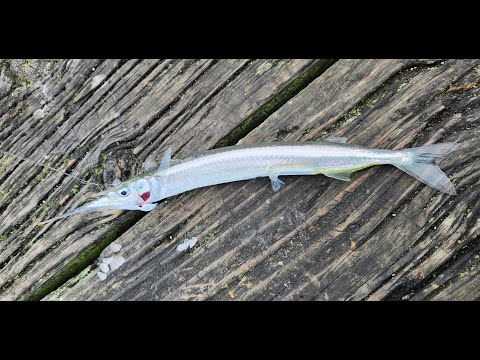 Видео: ловим garfish(piper)