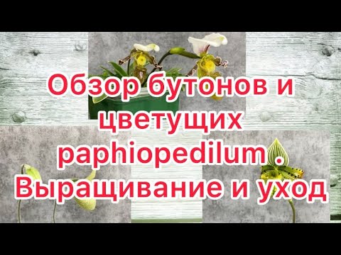 Видео: Обзор бутонов и цветущих paphiopedilum . Выращивание и уход.