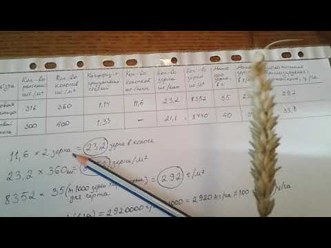 Видео: Определение биологической урожайности у зерновых культур