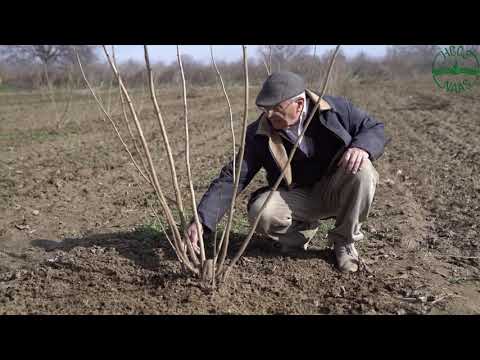Видео: Резитба при храстовидни лешници (Corylus avellana) - първа част