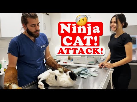 Видео: НИНДЗЯ КОШКА АТАКА! Кот атакует, чтобы не сделать прививку! #TheVet