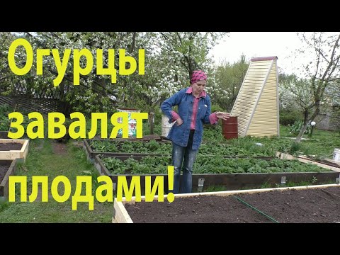 Видео: Как сеять огурцы в открытый грунт