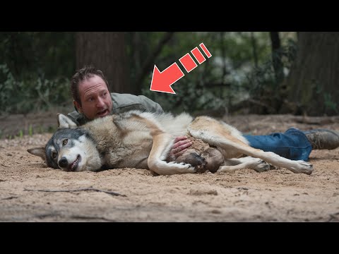 Видео: Умирающая волчица начала рожать! И то, как поступил человек шокирует!