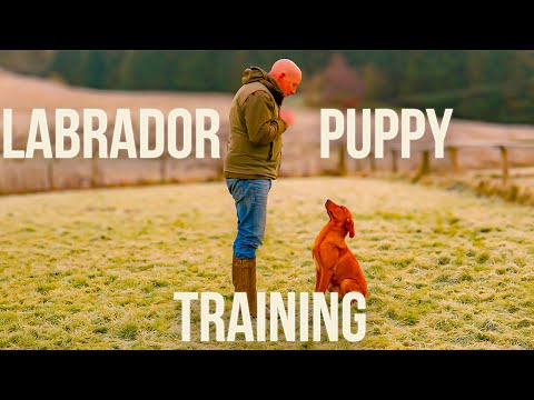 Видео: ОБЫЧНАЯ сессия дрессировки лабрадора