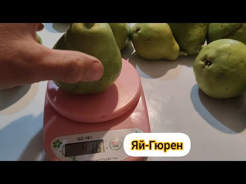 Видео: Груша Яй-Гюрен в этом году 
