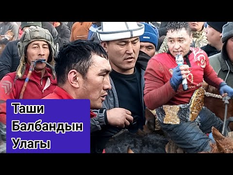 Видео: Мына Улак 🔥🔥🔥