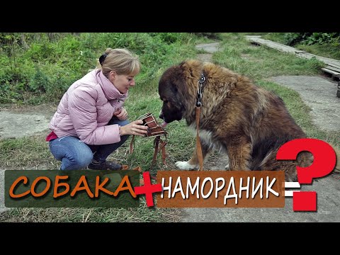 Видео: Как приучить собаку к наморднику