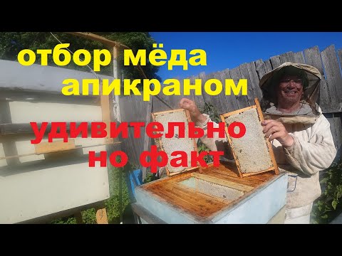 Видео: Главный Взяток: что нужно сделать в это время.  Отбор Мёда Апикраном