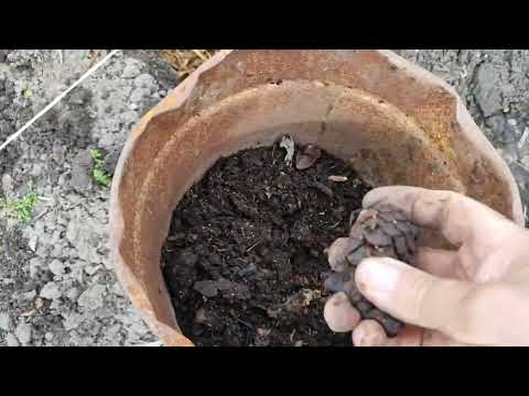 Видео: Садимо Ківі правильно