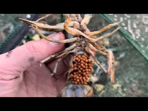 Видео: ІНТЕНСИВНЕ ВИРОЩУВАННЯ РІЧКОВОГО 🦞РАКУ! Розплідник для раків через рік | Crayfish Farming