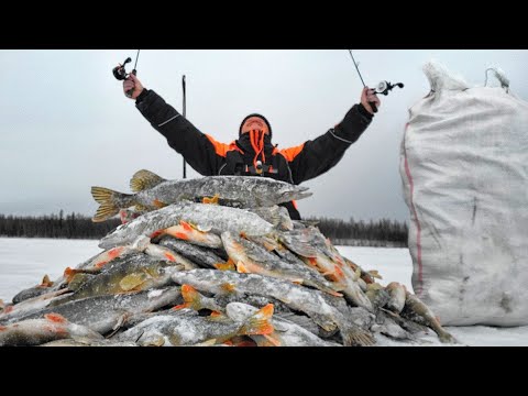Видео: 500КГ С ОДНОЙ ЛУНКИ😱!!! ЭТО РЕАЛЬНО!!? Рыбалка первый лёд 2025-2026г.