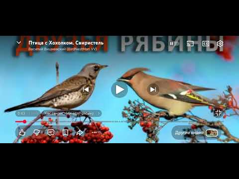 Видео: 🏕️🍁БЕЛАРУСКАЯ ПРИРОДА, ПТИЦЫ И ЖИВОТНЫЕ. 2.11.2025.СВИРИСТЕЛИ ПРИЛЕТЕЛИ! Чудная птица, Зимняя фея. 