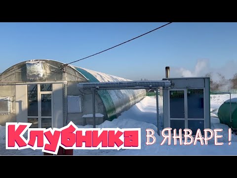 Видео: Выращивание клубники по малообъёмной технологии. Обзор на 06.01.2023г.