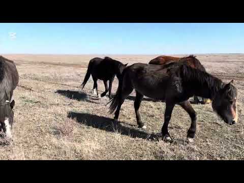 Видео: Ақсақ майбах!  Тяжеловоз айғыр аяғын ауыртты!