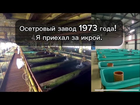 Видео: Осетровый завод в Конаково. Покупка эмбрионов. Экскурсия.